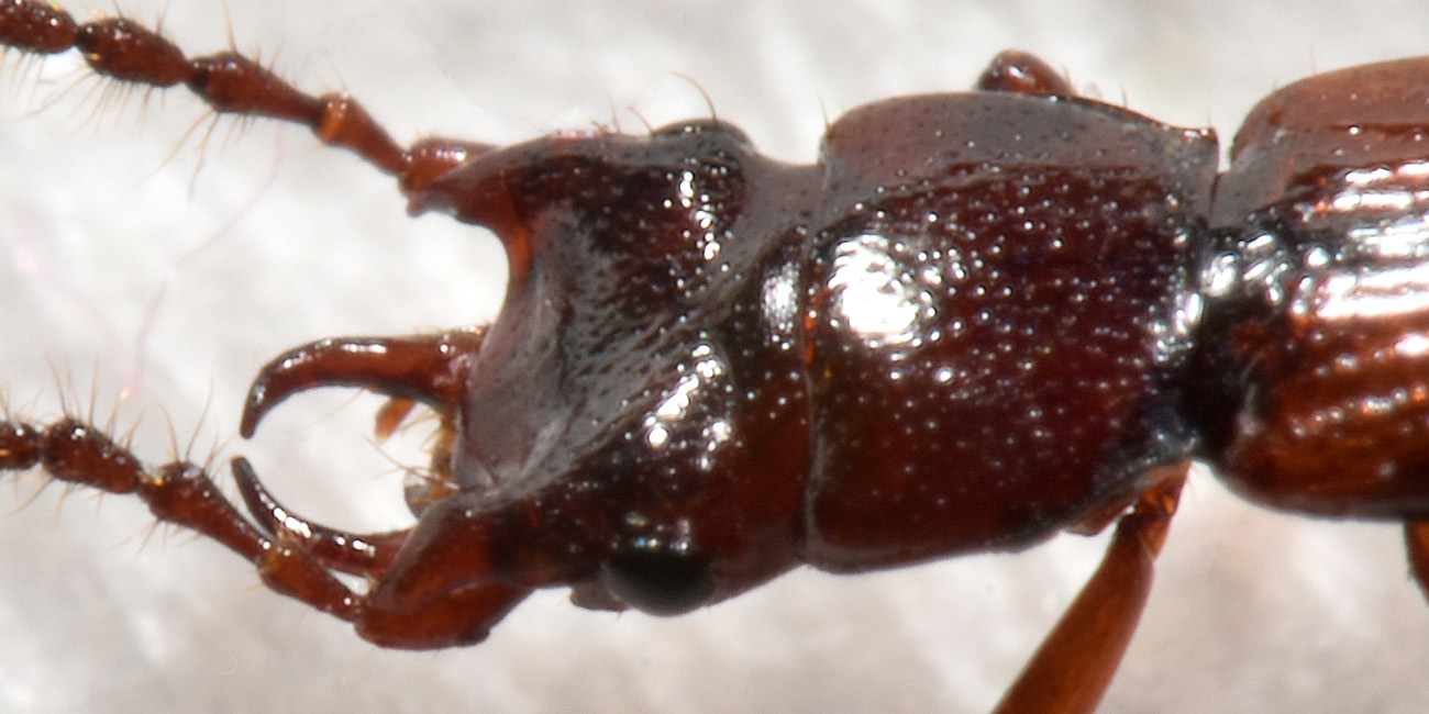 Staphylinidae: Siagonium quadricorne?  S !